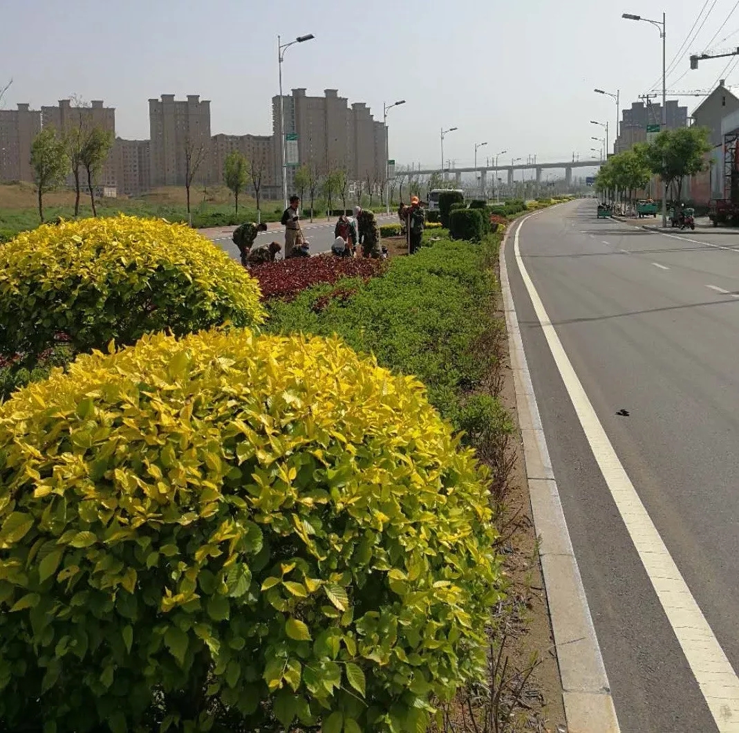 高新区绿化提升工程打造优美城市环境